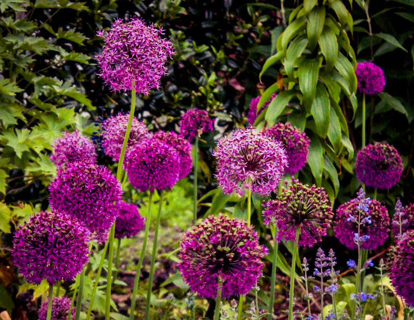 Picture of purple flowers and greenery 