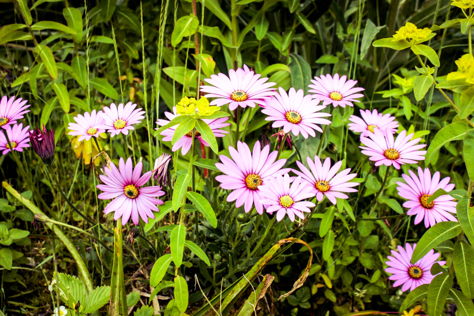 Picture of light purple flowers surrounded by greenery 