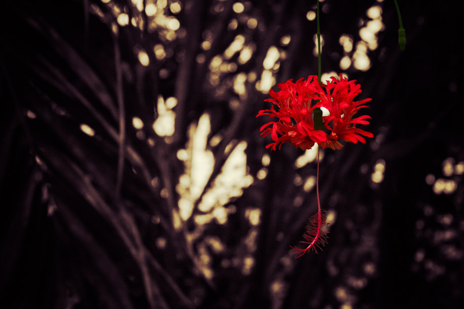 Picture of a red flower hanging from a tree