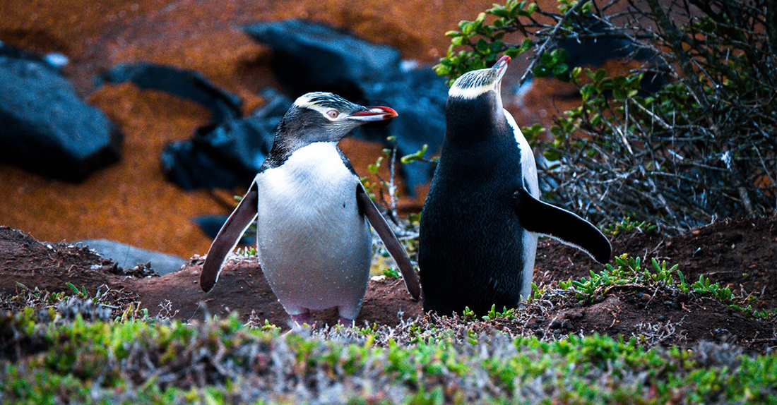 Picture of two yellow eyed penguins on the South Island in New Zealand