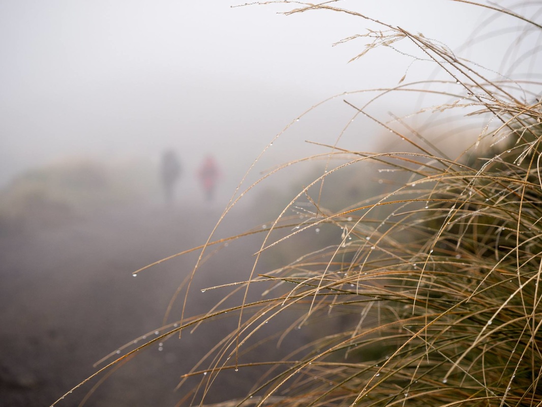 Picture of wet grass and people walking through fog in the distance 