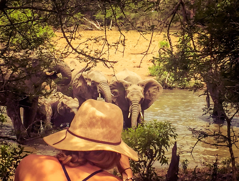 Picture of a woman overlooking a herd of elephants at a water hole in Africa