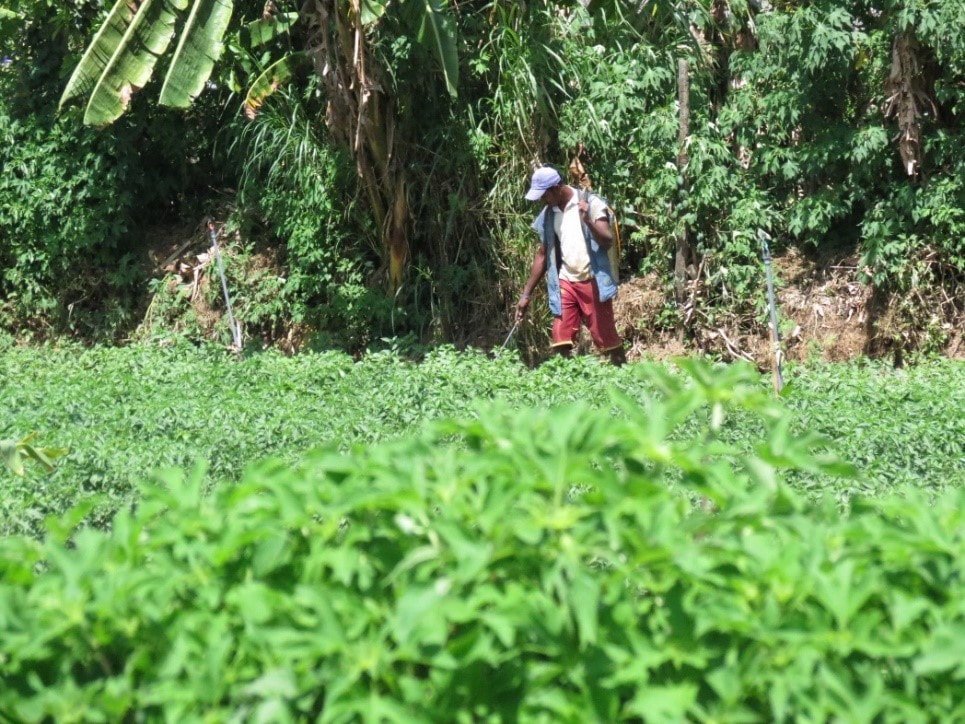 A man, probably a local farmer, is spraying the crops on green farm land in Sri Lanka