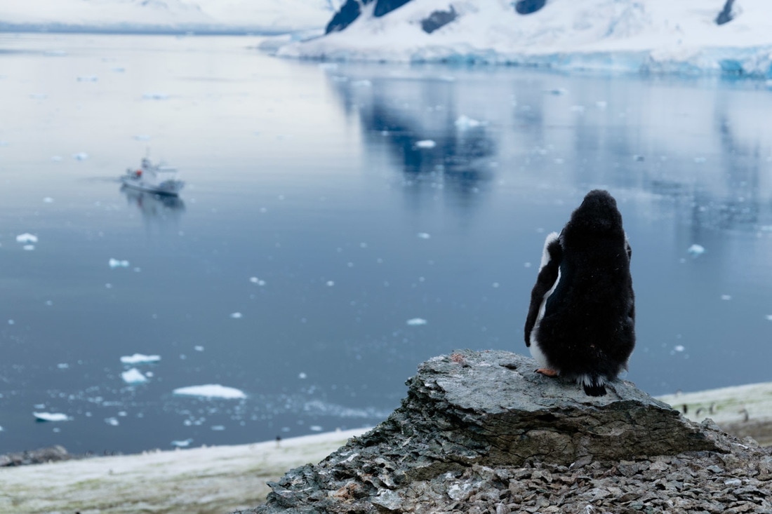 Penguin overlooking Antarctica Ship