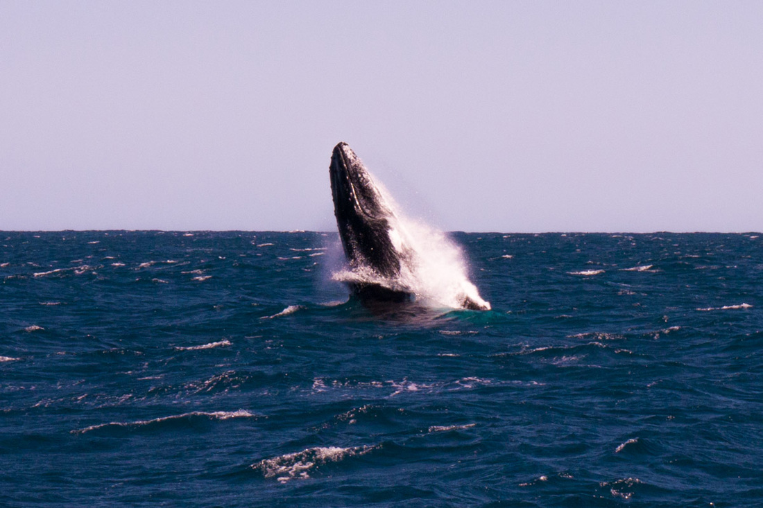 Humpback Whale breaching at Ningaloo Reef, Western Australia