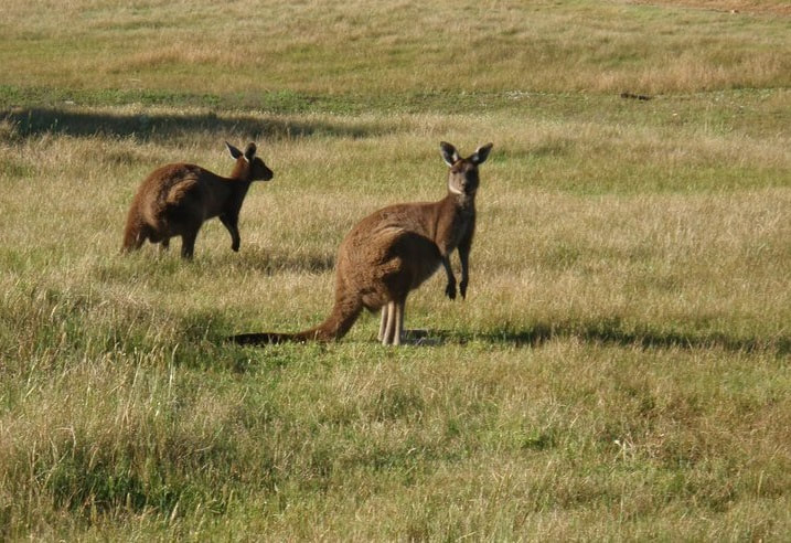 Two kangaroos in grass