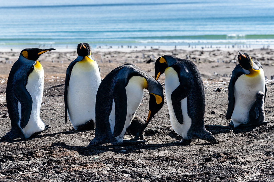 A king penguin feeds her chick on a beach in the Falkland Islands