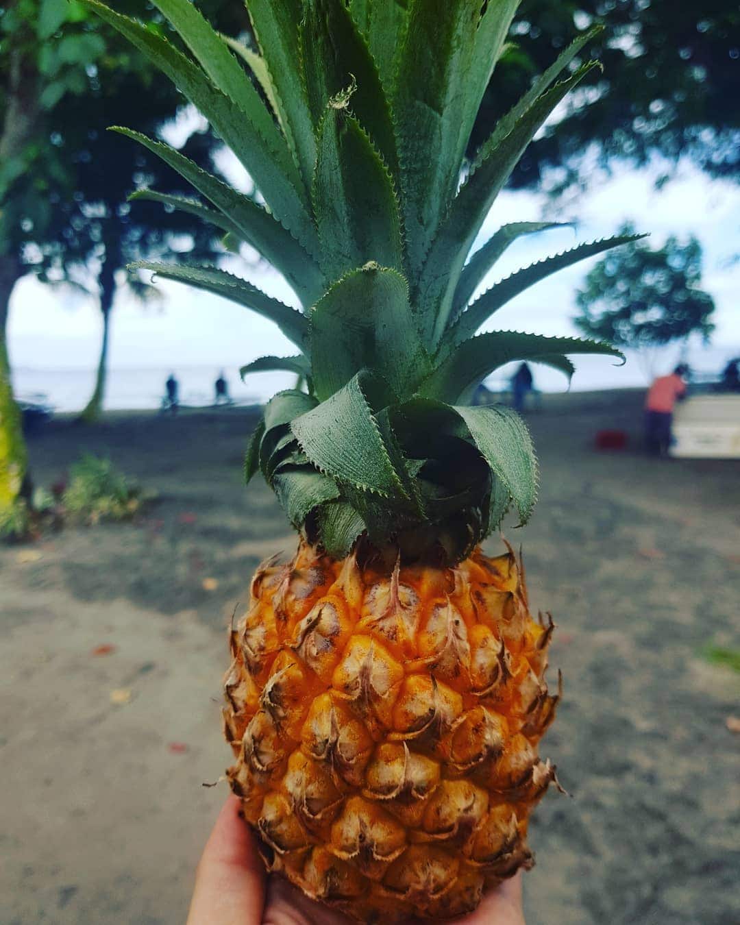Seaside, Pineapple, Solomon Islands