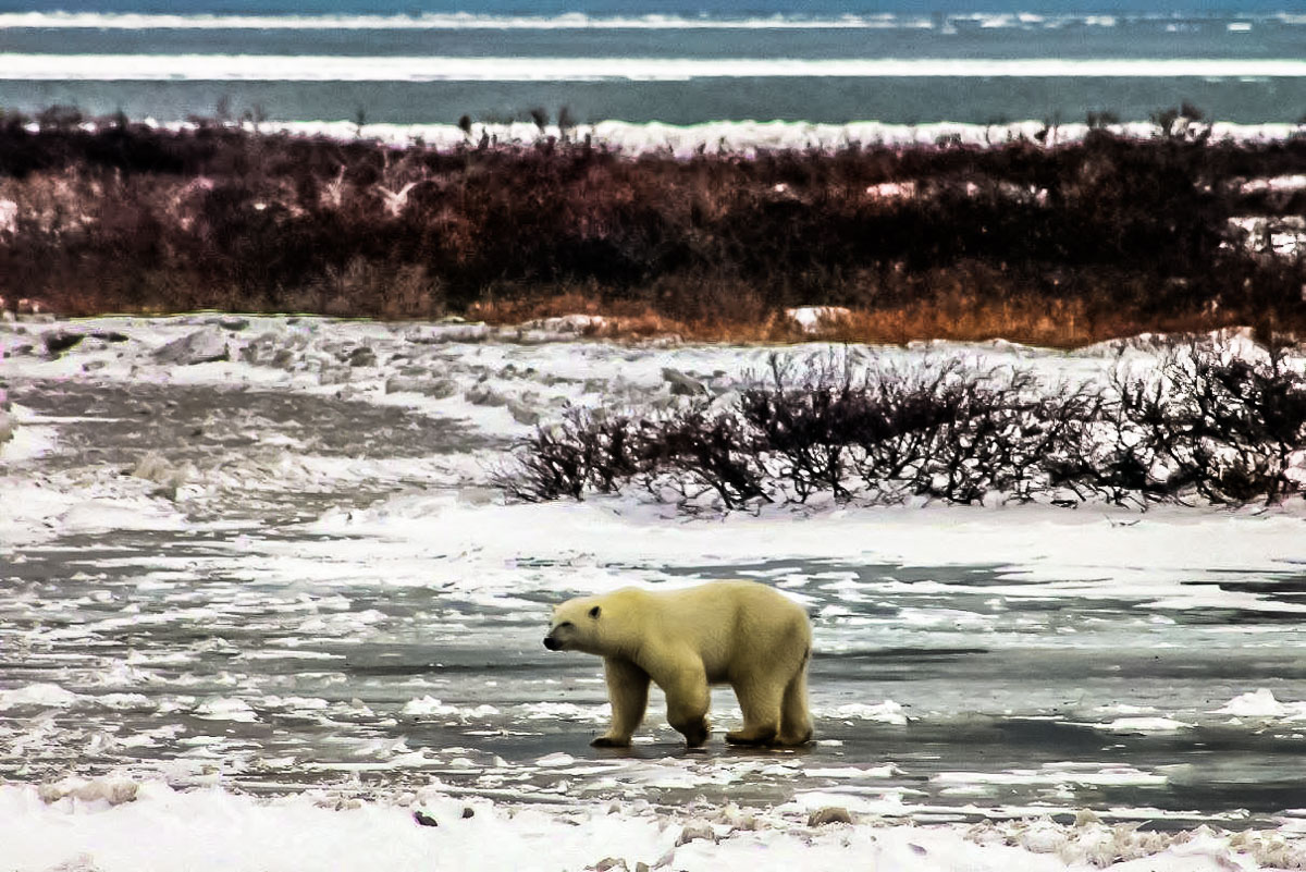 A polar bear roams around in Christchurch, Manitoba