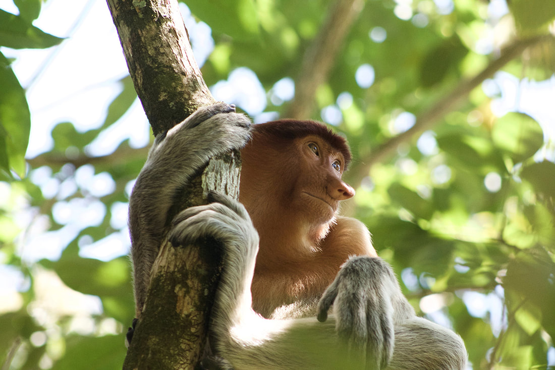 A Proboscis Monkey sits in a tree in Kuching, Malaysia