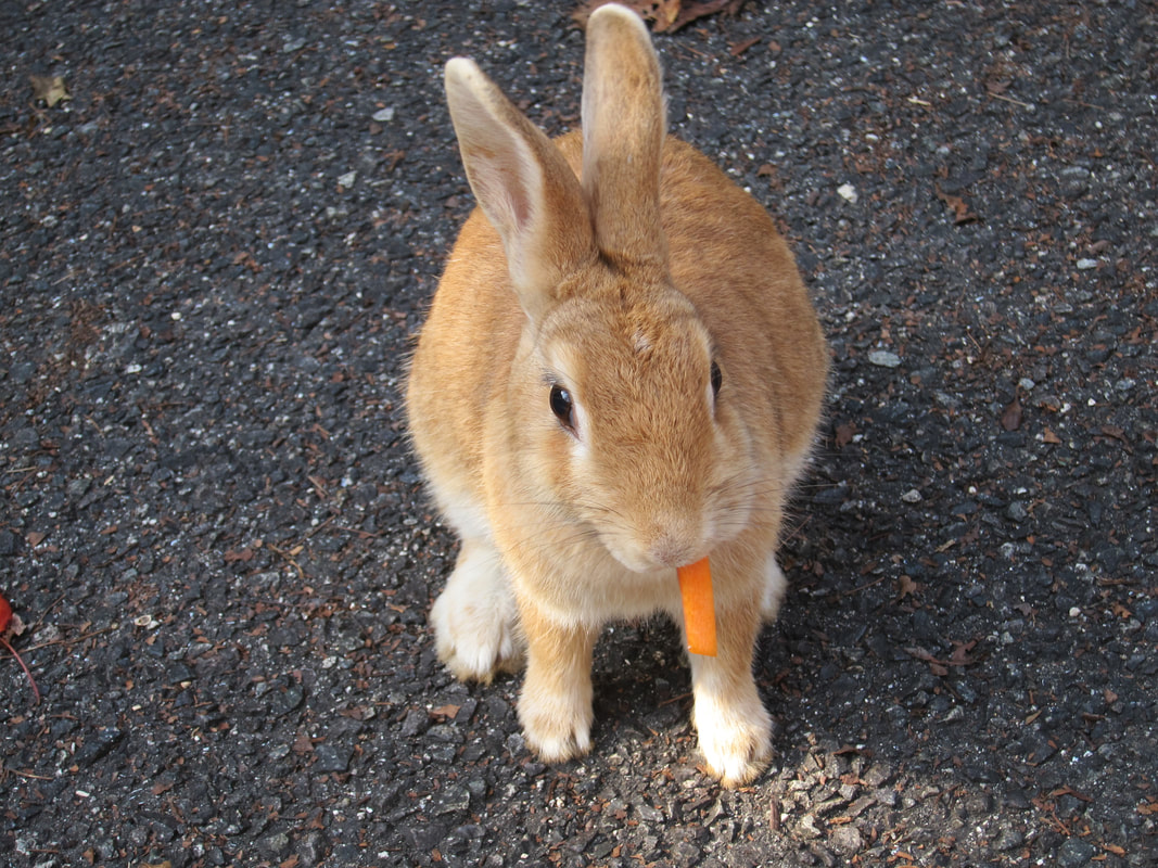 Picture of a rabbit eating a carrot sitting on the street on rabbit island in Japan