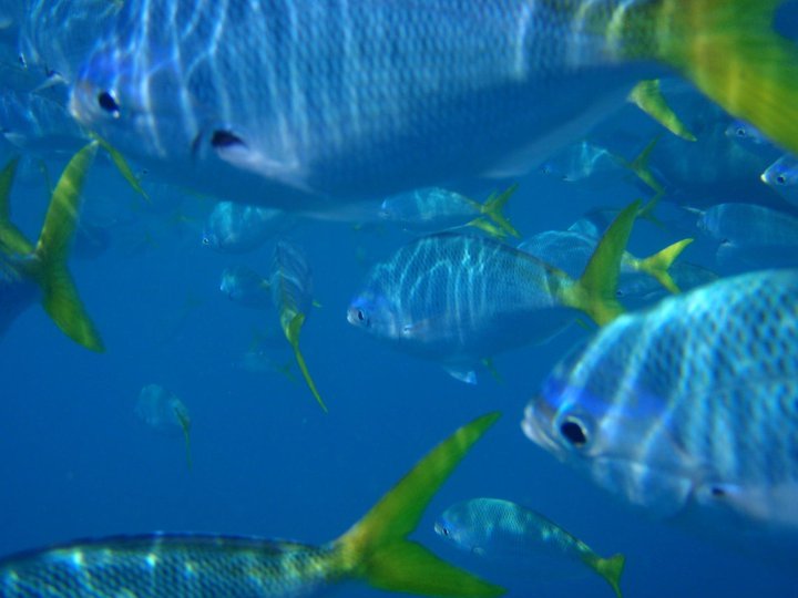 Blue and yellow fish underwater