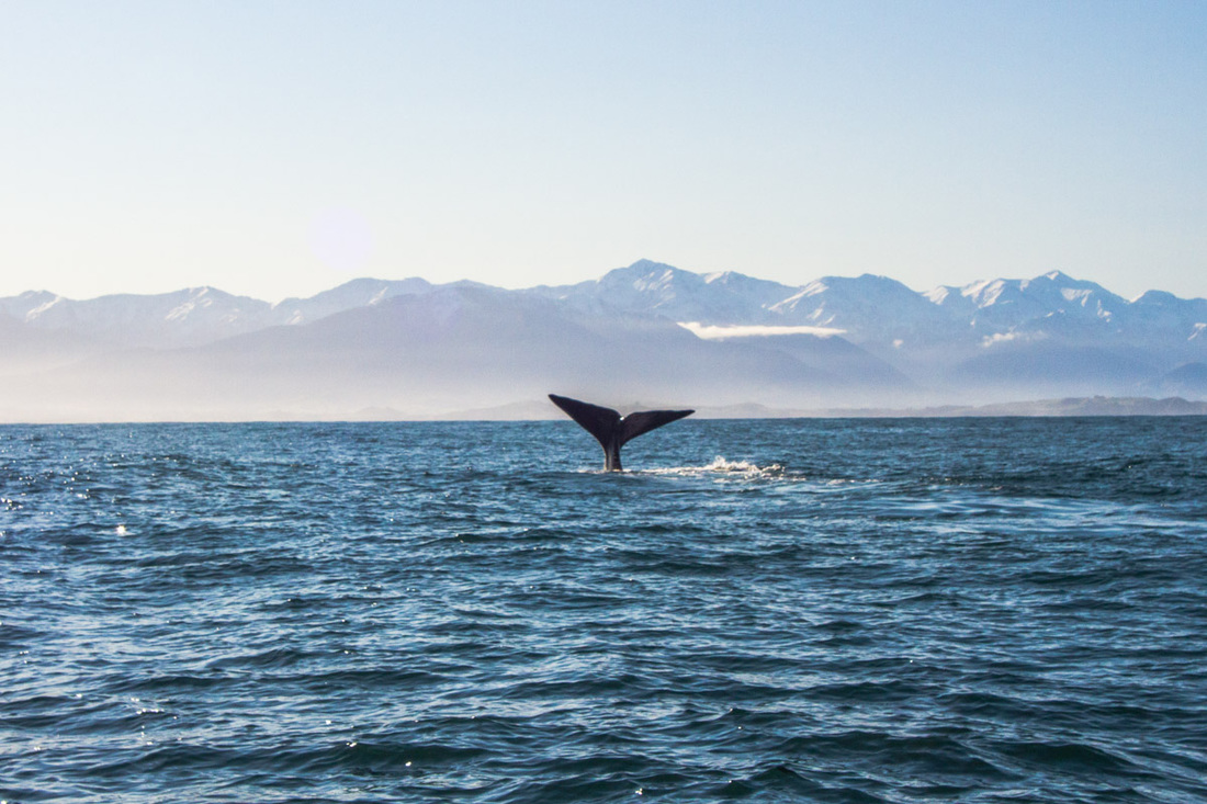Sperm Whale diving deep in Kaikoura, New Zealand