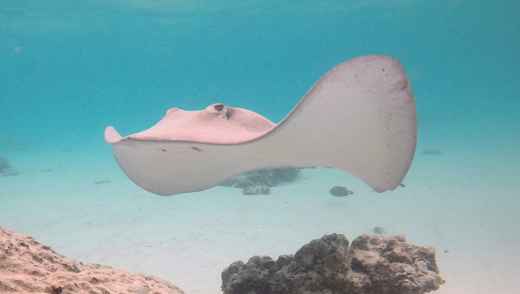 Picture of a sting ray swimming in the ocean