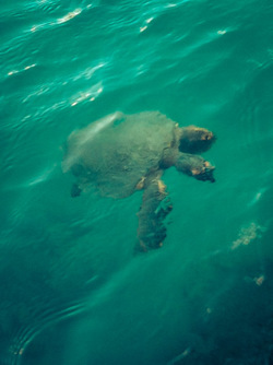 Sea turtle swimming in aqua water