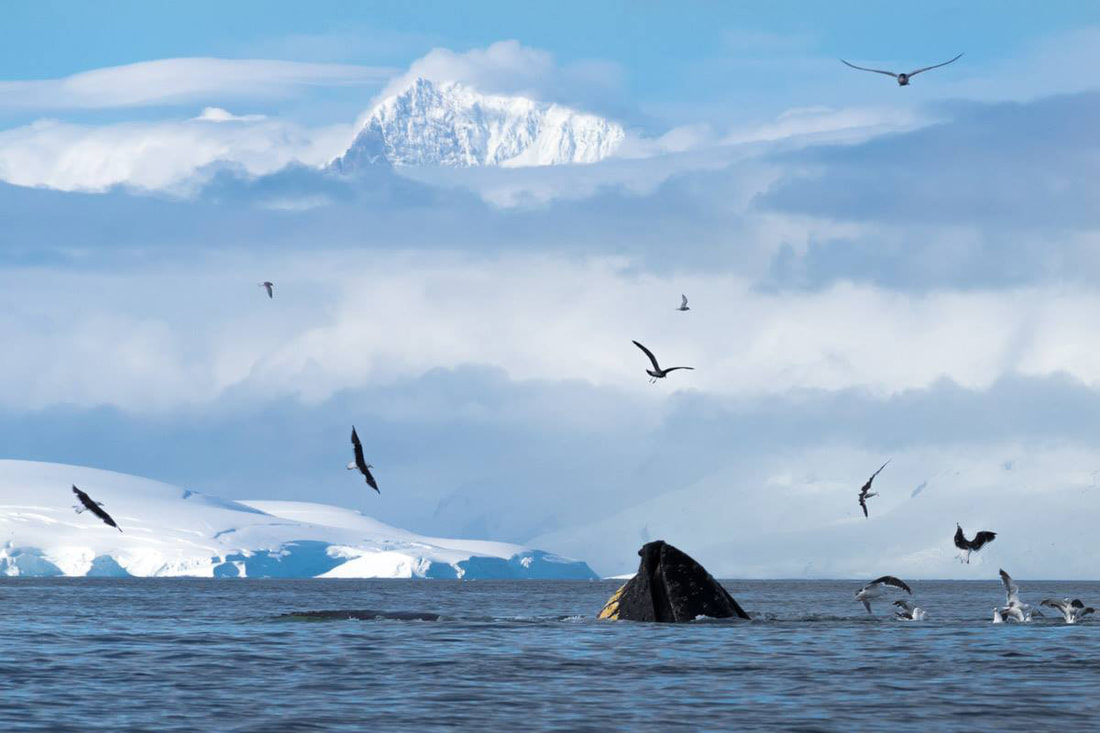 A whale feeds on krill as seagulls surround him with a snow and mountain backdrop in Antarctica