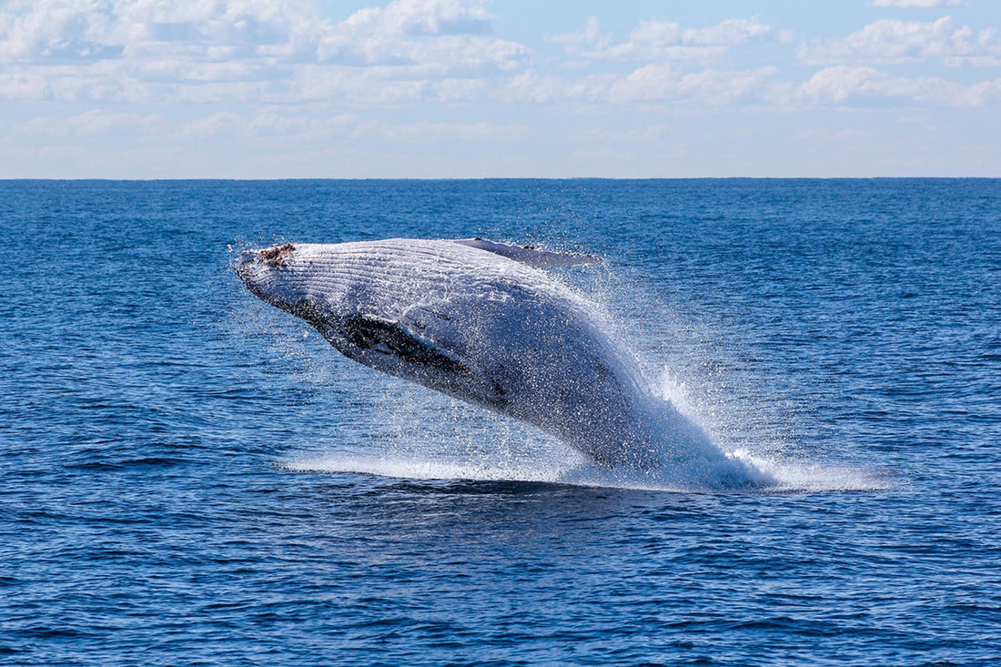 Picture of a humpback whale breaching out of the deep blue ocean